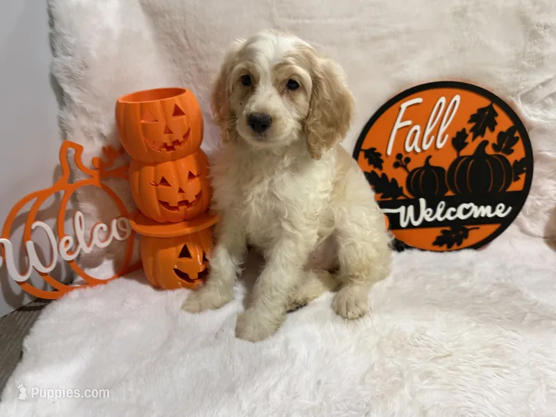 Max – Cockapoo puppy for sale in Earle, AR