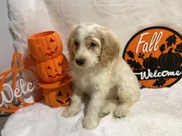 Max, a female Cockapoo for sale in Earle, AR – 3 of 6