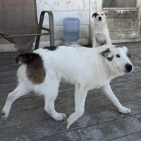 Polar Bear, a male Australian Cattle Dog and Australian Stumpy Tail Cattle Dog for sale in Earle, AR – Photo 6 of 6