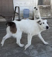 Polar Bear, a male Australian Cattle Dog and Australian Stumpy Tail Cattle Dog for sale in Earle, AR – Photo 6 of 6