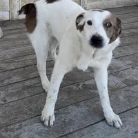 Polar Bear, a male Australian Cattle Dog and Australian Stumpy Tail Cattle Dog for sale in Earle, AR – Photo 5 of 6