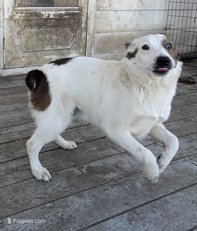 Polar Bear, a male Australian Cattle Dog and Australian Stumpy Tail Cattle Dog for sale in Earle, AR – Photo 1 of 6