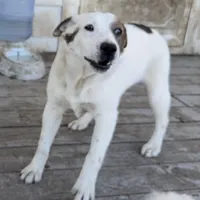 Polar Bear, a male Australian Cattle Dog and Australian Stumpy Tail Cattle Dog for sale in Earle, AR – Photo 4 of 6
