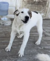 Polar Bear, a male Australian Cattle Dog and Australian Stumpy Tail Cattle Dog for sale in Earle, AR – Photo 4 of 6