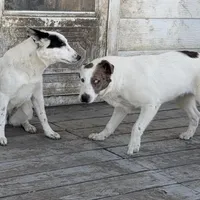 Polar Bear, a male Australian Cattle Dog and Australian Stumpy Tail Cattle Dog for sale in Earle, AR – Photo 3 of 6