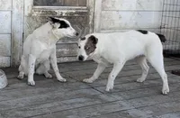Polar Bear, a male Australian Cattle Dog and Australian Stumpy Tail Cattle Dog for sale in Earle, AR – Photo 3 of 6