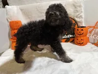 Han, a male Cockapoo for sale in Earle, AR – 3 of 6