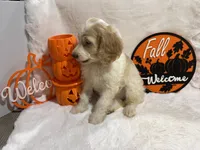 Max, a female Cockapoo for sale in Earle, AR – 4 of 6