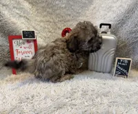 Jasmine, a female Cockapoo for sale in Earle, AR – Photo 5 of 8