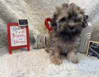 Jasmine, a female Cockapoo for sale in Earle, AR – Photo 6 of 8