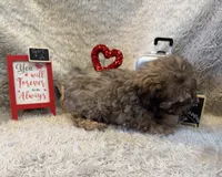 Jasmine, a female Cockapoo for sale in Earle, AR – Photo 3 of 8