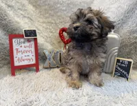 Jasmine, a female Cockapoo for sale in Earle, AR – Photo 1 of 8