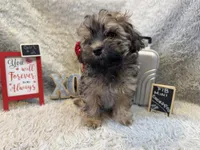 Jasmine, a female Cockapoo for sale in Earle, AR – Photo 7 of 8