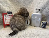 Jasmine, a female Cockapoo for sale in Earle, AR – Photo 2 of 8