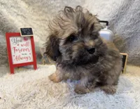 Jasmine, a female Cockapoo for sale in Earle, AR – Photo 4 of 8