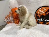 Max, a female Cockapoo for sale in Earle, AR – 5 of 6