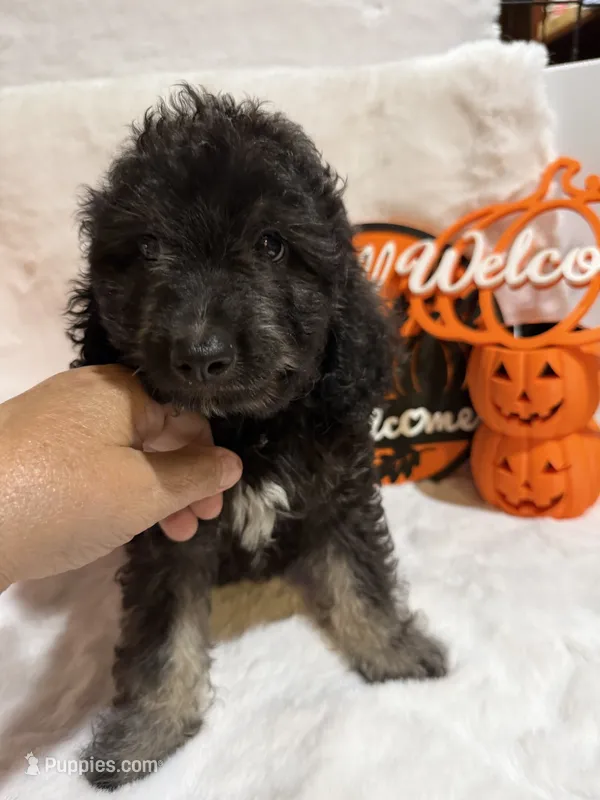 Han – Cockapoo puppy for sale in Earle, AR