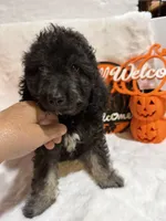 Han, a male Cockapoo for sale in Earle, AR – 1 of 6