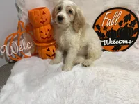 Max, a female Cockapoo for sale in Earle, AR – 6 of 6