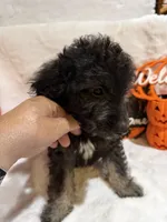 Han, a male Cockapoo for sale in Earle, AR – 6 of 6