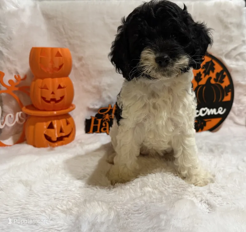 Spoiled Panda – Cockapoo puppy for sale in Earle, AR