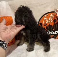 Han, a male Cockapoo for sale in Earle, AR – 5 of 6