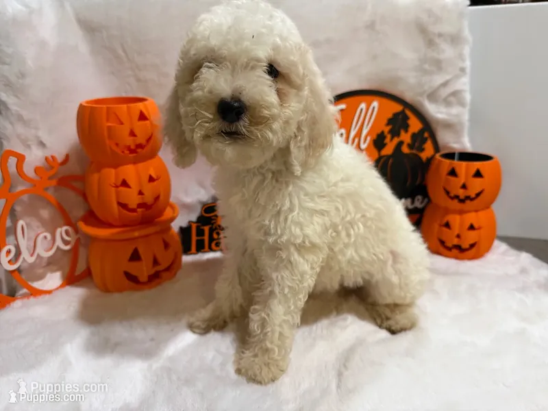 Annie – Cockapoo puppy for sale in Earle, AR