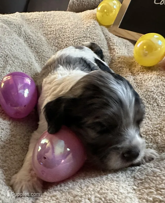 Missy, a female Cockapoo and Poodle - Miniature  for sale in Earle, AR – Photo 1 of 2
