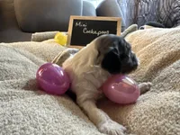 Missy, a female Cockapoo and Poodle - Miniature  for sale in Earle, AR – Photo 2 of 2