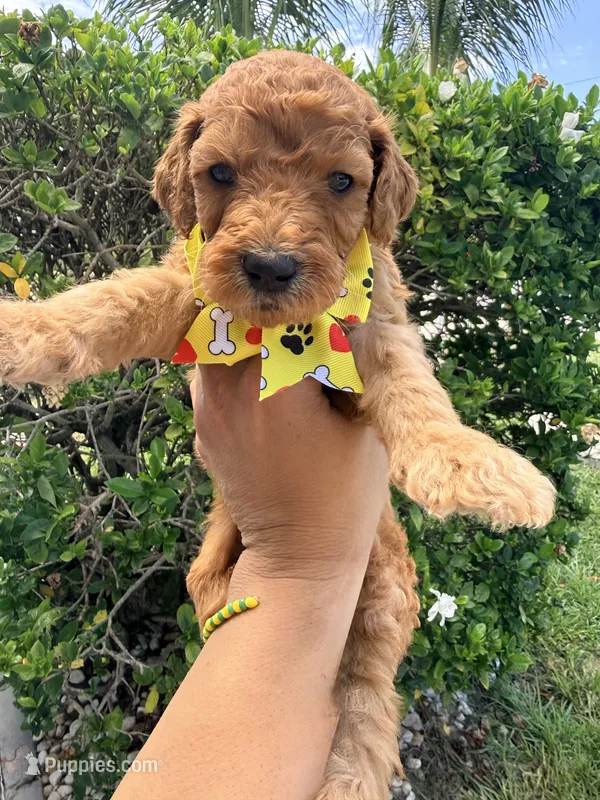 White Collar Standard Goldendoodle  – Goldendoodle, Poodle - Standard  puppy for sale in West Palm Beach, FL