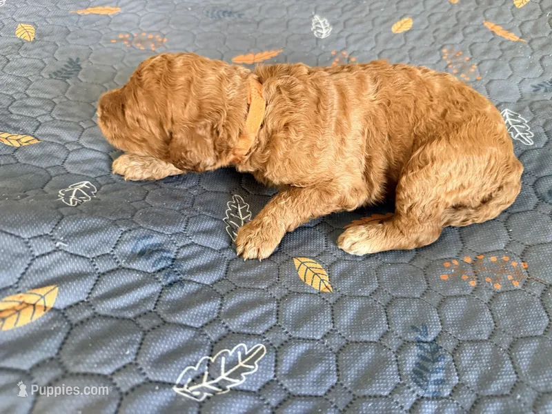 Orange Collar Medium Standard Goldendoodle  – Goldendoodle, Poodle - Standard  puppy for sale in West Palm Beach, FL