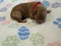 Red Collar Medium/Standard Goldendoodle , a female Goldendoodle and Poodle - Standard  for sale in West Palm Beach, FL – 1 of 1