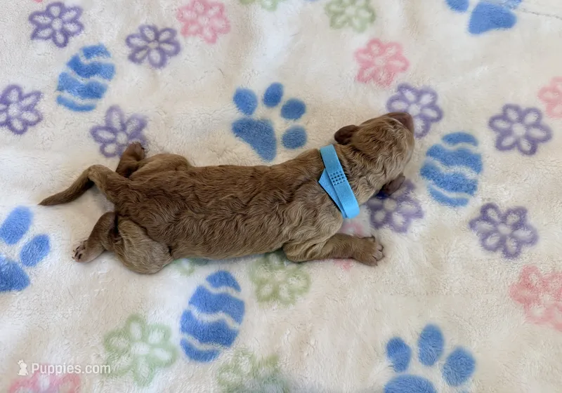 Blue Collar Medium Standard Goldendoodle  – Goldendoodle, Poodle - Standard  puppy for sale in West Palm Beach, FL