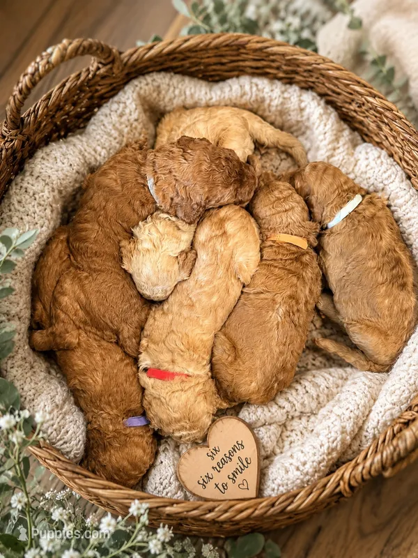Purple Collar Standard Goldendoodle  – Goldendoodle, Poodle - Standard  puppy for sale in West Palm Beach, FL
