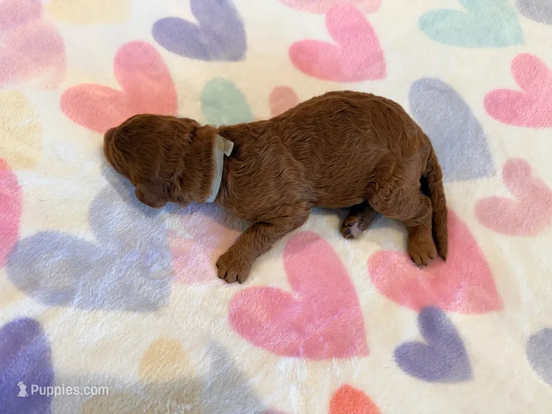 Gray Collar Medium Standard Goldendoodle – Goldendoodle, Poodle - Standard  puppy on hold in West Palm Beach, FL