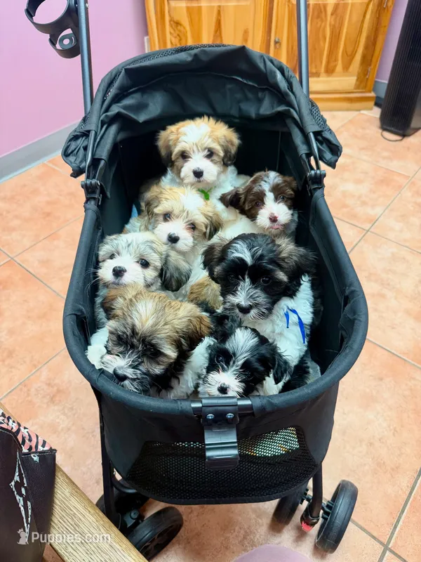 Havanese  – Havanese puppy for sale in West Palm Beach, FL