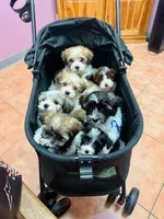 Havanese , a  Havanese for sale in West Palm Beach, FL – 1 of 1