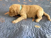 Blue Collar Standard Goldendoodle , a male Goldendoodle and Poodle - Standard  for sale in West Palm Beach, FL – 2 of 5