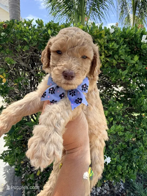Blue Collar Standard Goldendoodle  – Goldendoodle, Poodle - Standard  puppy for sale in West Palm Beach, FL