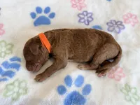 Orange Collar Medium Standard Goldendoodle , a female Goldendoodle and Poodle - Standard  for sale in West Palm Beach, FL – 1 of 1
