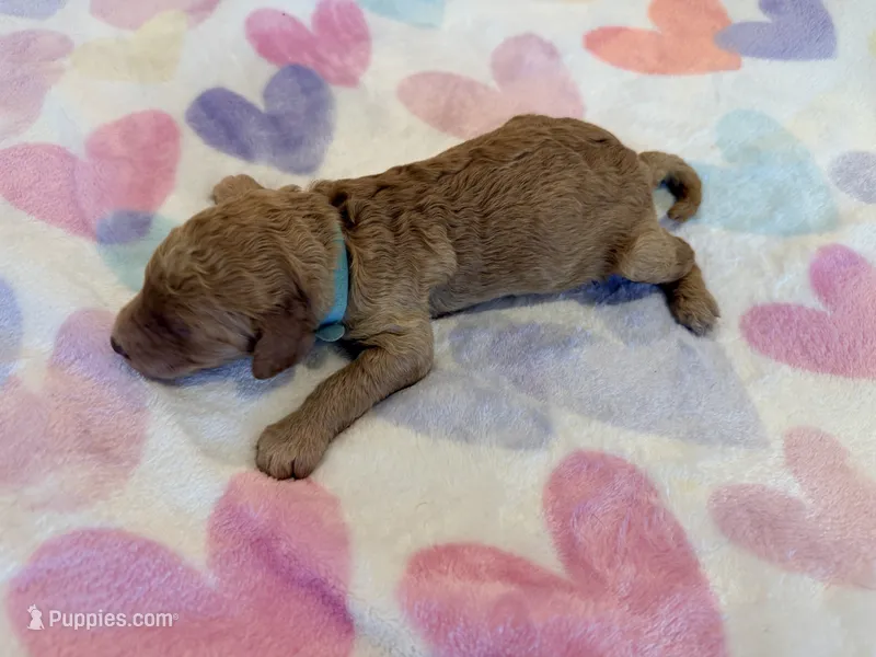 Blue Collar Medium Standard Goldendoodle  – Goldendoodle, Poodle - Standard  puppy for sale in West Palm Beach, FL