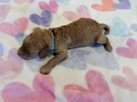 Blue Collar Standard Goldendoodle , a male Goldendoodle and Poodle - Standard  for sale in West Palm Beach, FL – 4 of 5