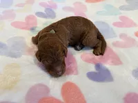 Gray Collar Standard Goldendoodle, a male Goldendoodle and Poodle - Standard  for sale in West Palm Beach, FL – 5 of 6