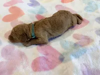 Blue Collar Standard Goldendoodle , a male Goldendoodle and Poodle - Standard  for sale in West Palm Beach, FL – 3 of 5