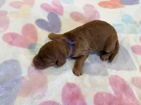 Purple Collar Standard Goldendoodle , a male Goldendoodle and Poodle - Standard  for sale in West Palm Beach, FL – 3 of 6