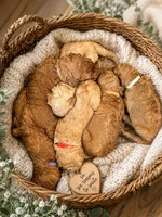 Red Collar Standard Goldendoodle , a female Goldendoodle and Poodle - Standard  for sale in West Palm Beach, FL – 1 of 4