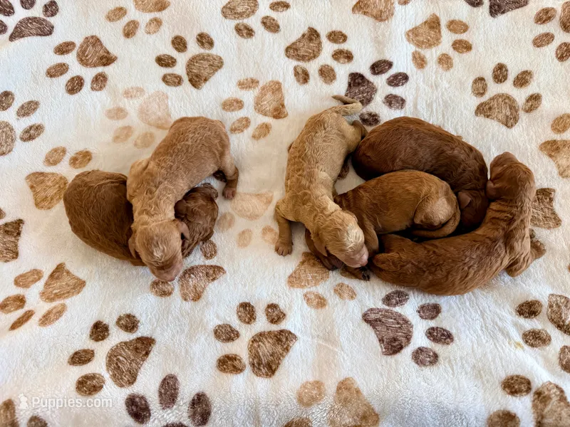 Medium/Standard Goldendoodle  – Goldendoodle, Poodle - Standard  puppy for sale in West Palm Beach, FL