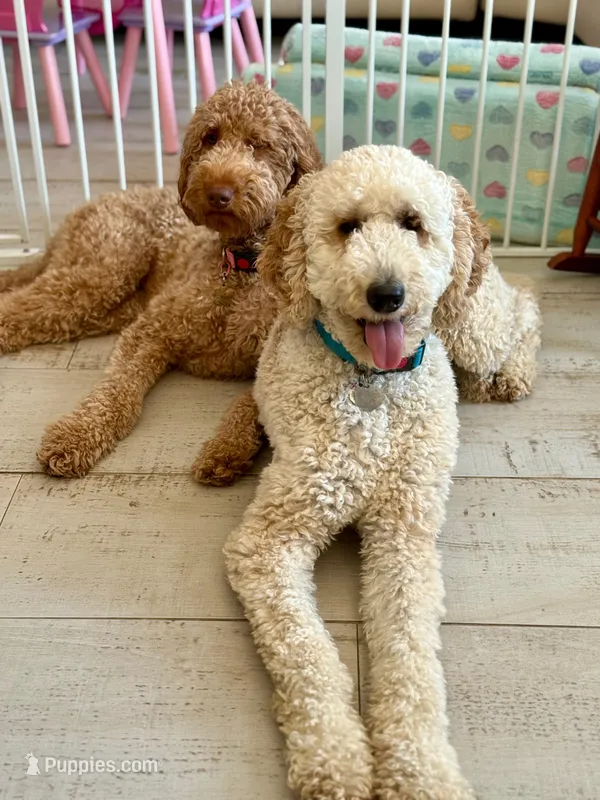Medium/Standard Goldendoodle , a  Goldendoodle and Poodle - Standard  for sale in West Palm Beach, FL – Photo 1 of 1
