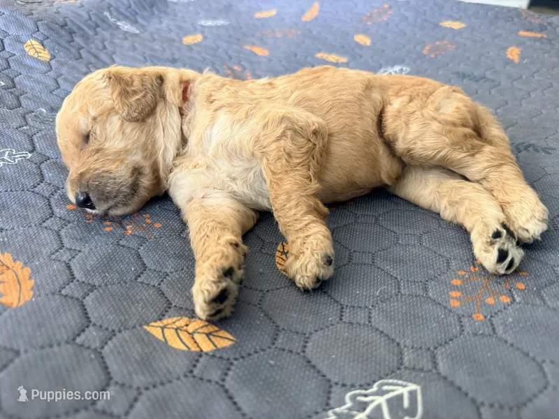 Red Collar Medium/Standard Goldendoodle  – Goldendoodle, Poodle - Standard  puppy for sale in West Palm Beach, FL