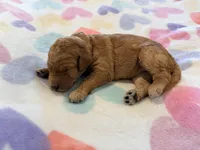 Red Collar Standard Goldendoodle , a female Goldendoodle and Poodle - Standard  for sale in West Palm Beach, FL – 3 of 4